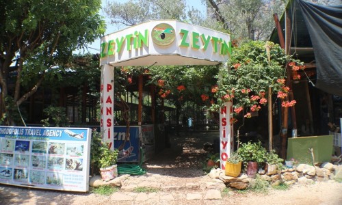 olimpos_zeytin01